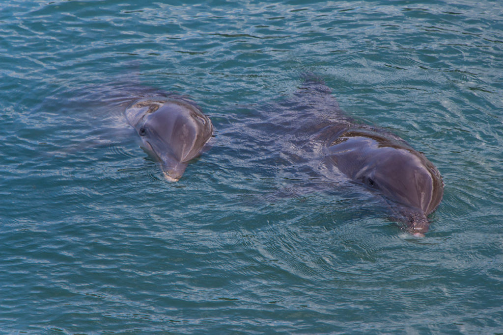 Monarch: o roteiro de 8 dias no Caribe Lendário di jamaica02