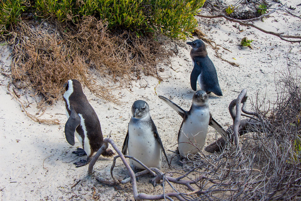 O que fazer na Cidade do Cabo: Boulders Beach