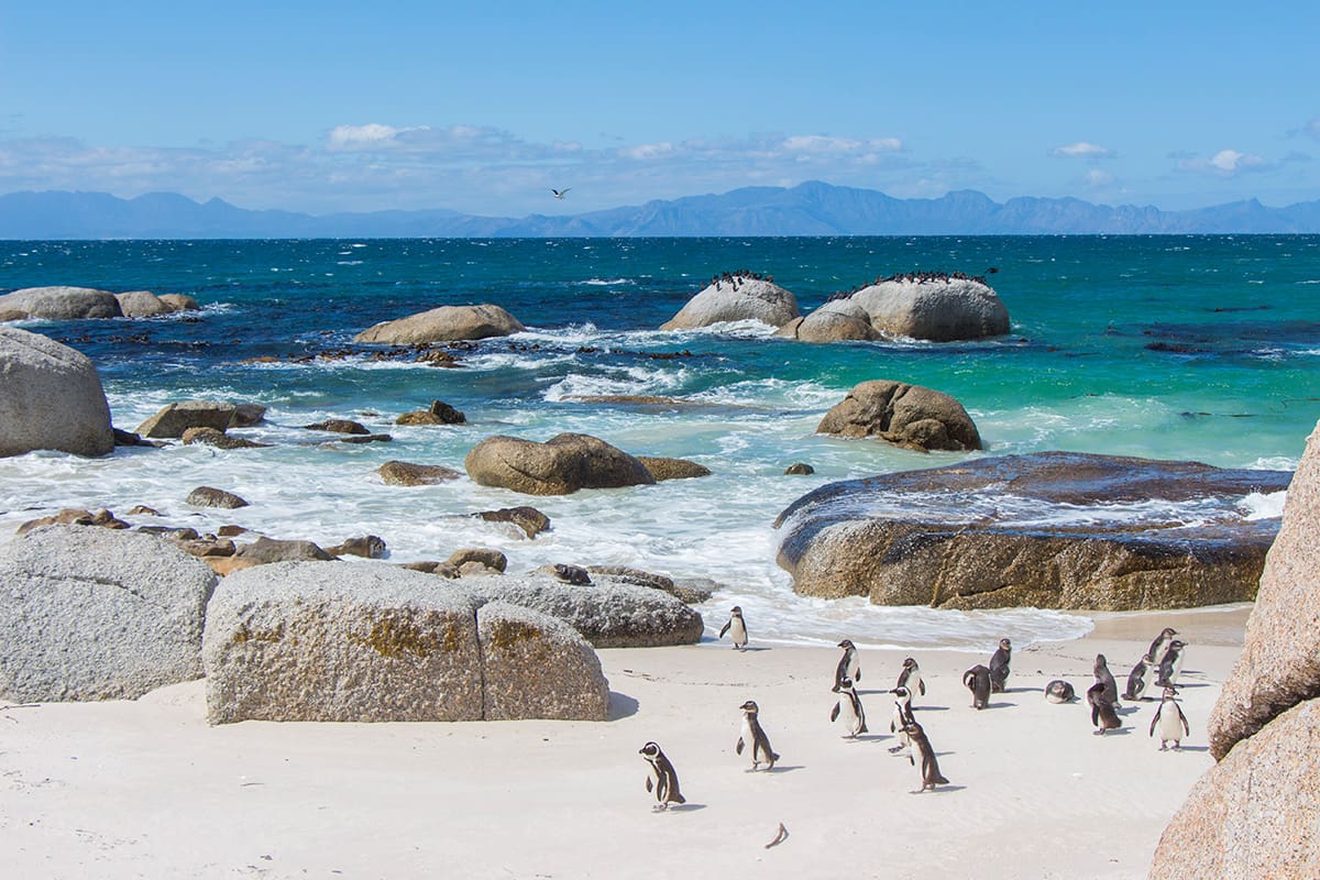 4 atrações imperdíveis em Cape Town e arredores di africa bouldersbeach04