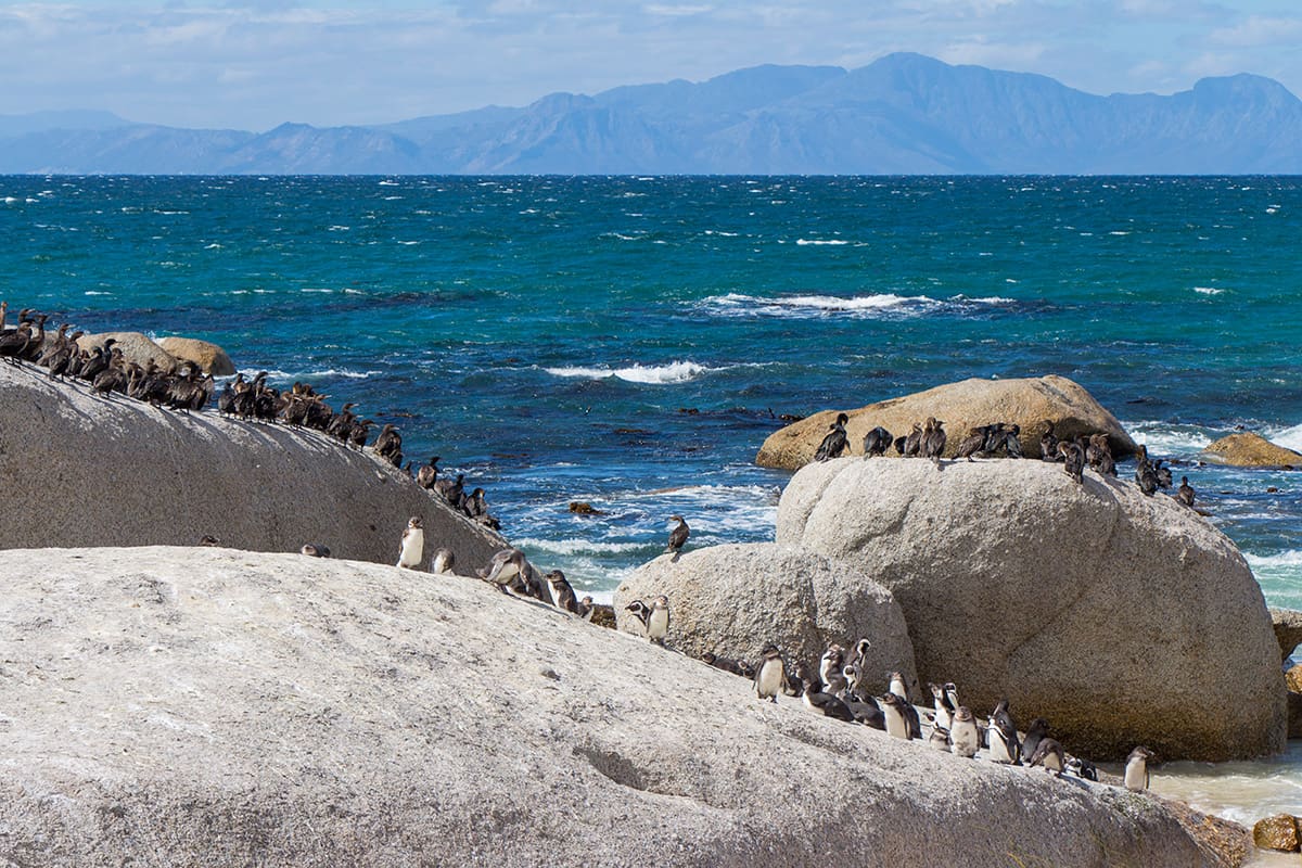 4 atrações imperdíveis em Cape Town e arredores di africa bouldersbeach07