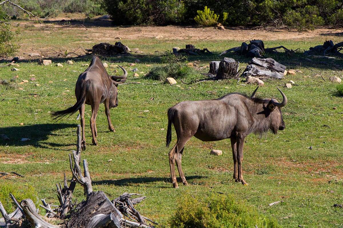 4 atrações imperdíveis em Cape Town e arredores di africa fairyglen01