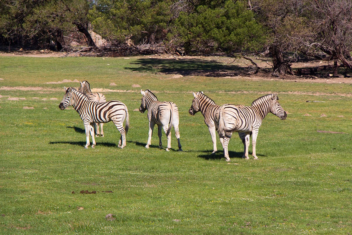 4 atrações imperdíveis em Cape Town e arredores di africa fairyglen04