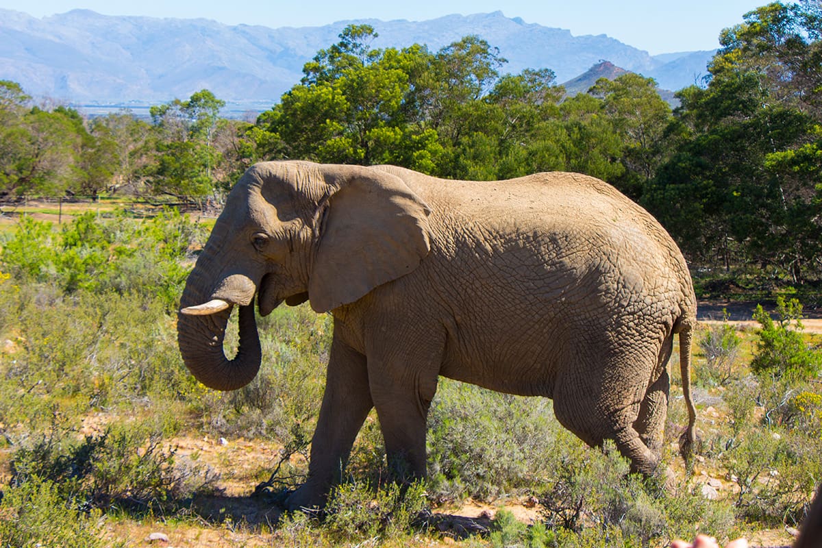 4 atrações imperdíveis em Cape Town e arredores di africa fairyglen05