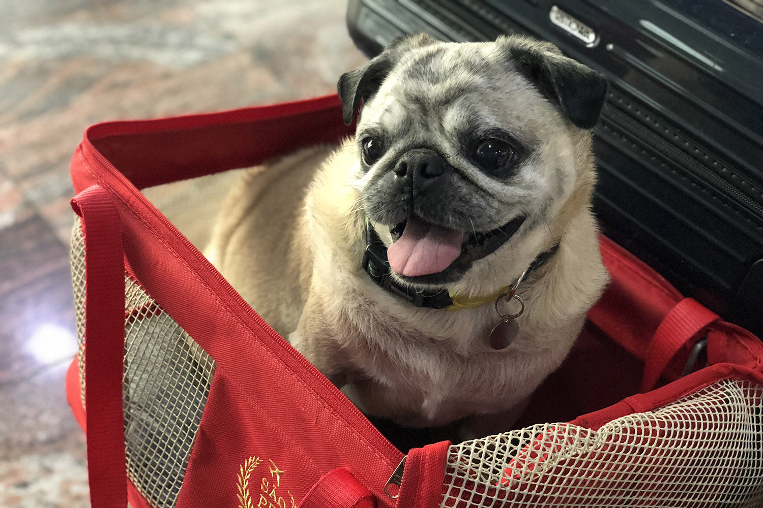 Viajando de avião com Pets