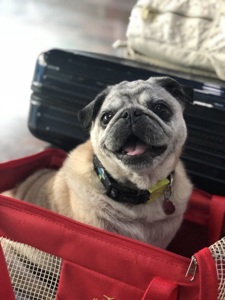 cachorro em caixinha de transporte vermelha com malas ao fundo.