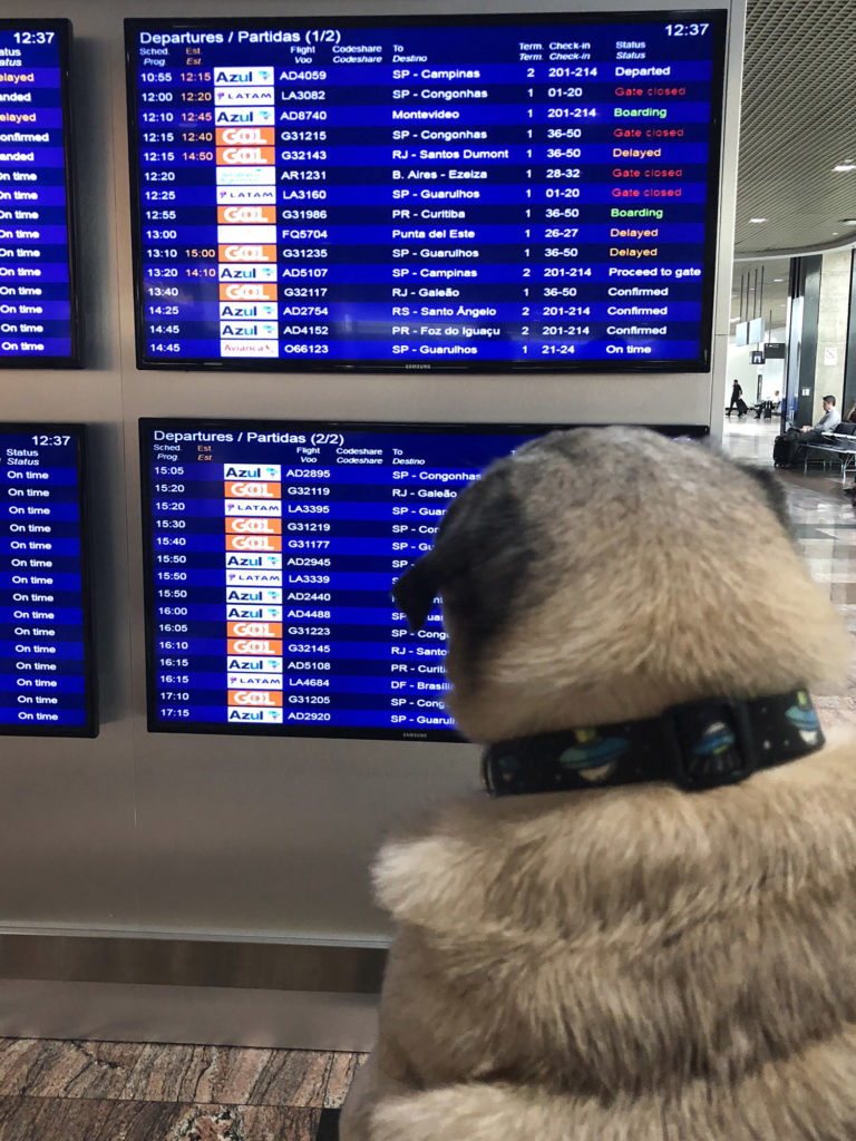 cachorro olhando para painel de status de voos no aeroporto