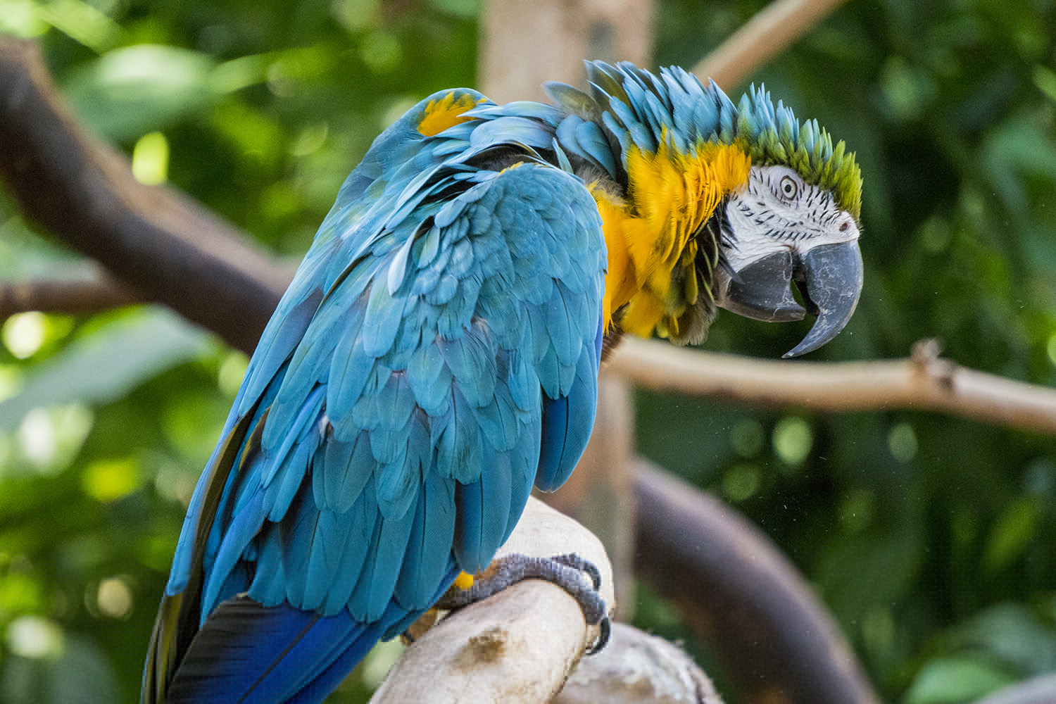 O que fazer em Foz do Iguaçu: Parque das Aves
