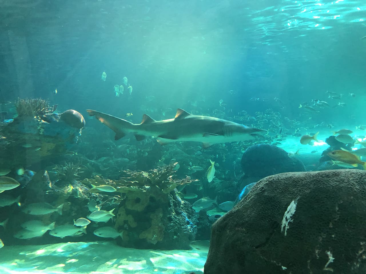 O que fazer em Toronto - Ripley's Aquarium