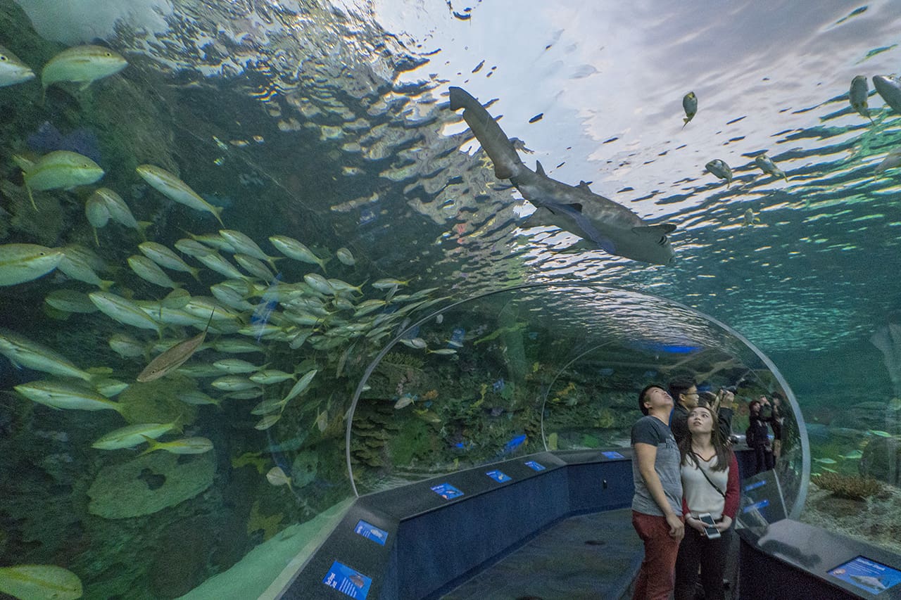 Toronto - Ripley's Aquarium
