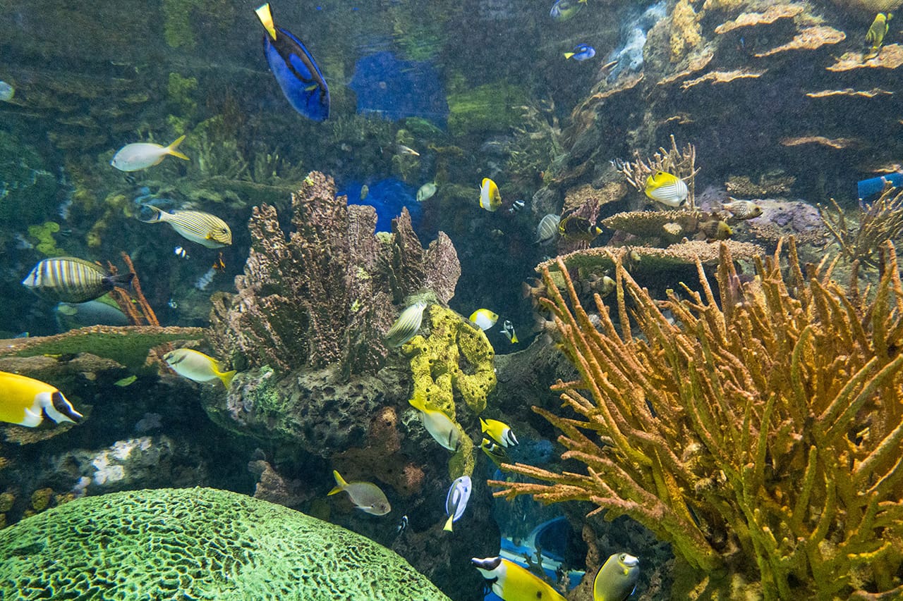 Toronto - Ripley's Aquarium