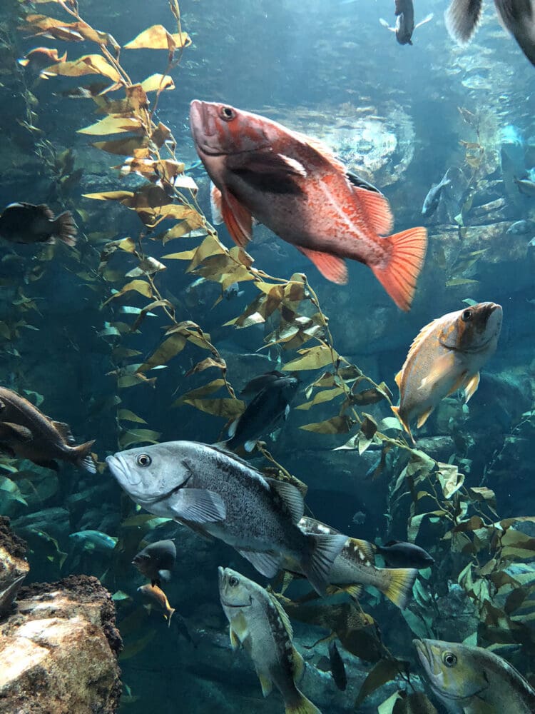 Toronto - Ripley's Aquarium