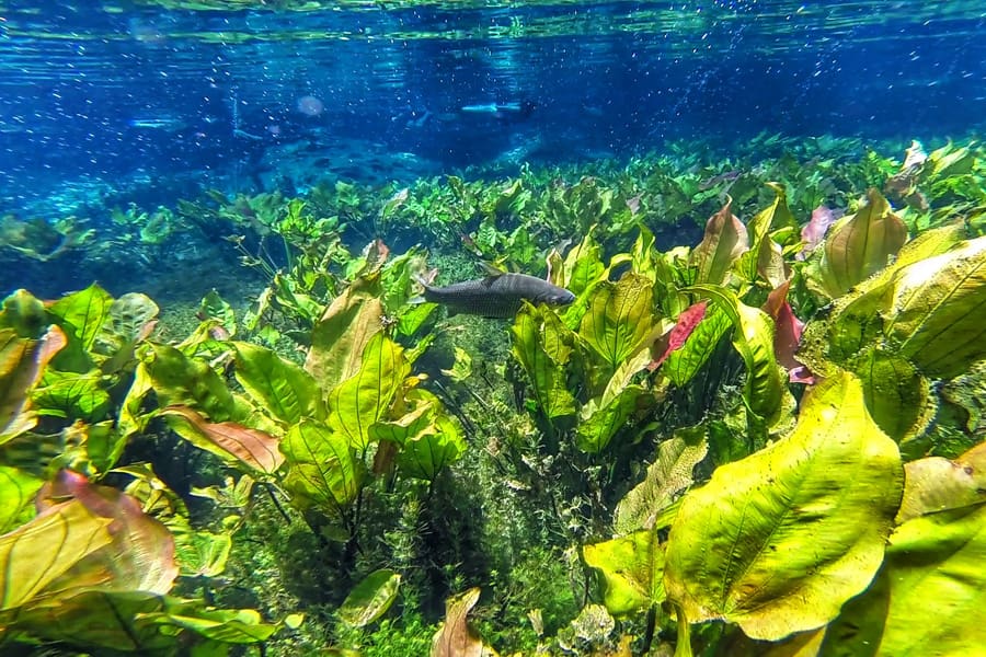 Bonito - Aquário Natural
