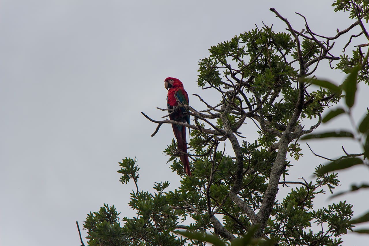 Bonito - Buraco das Araras