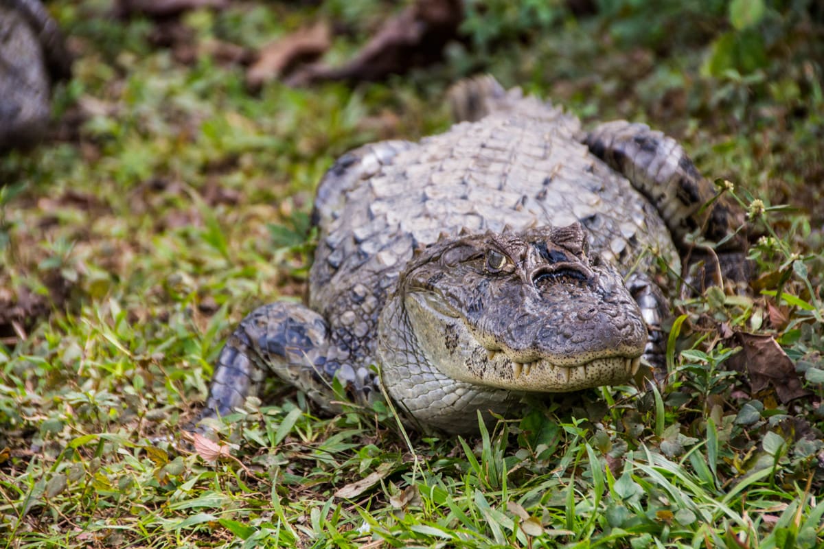 Bonito - Estância Mimosa