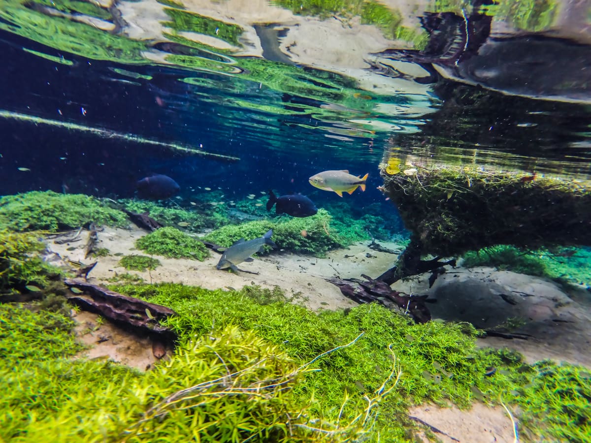 O que fazer em Bonito/MS? di riodaprata01