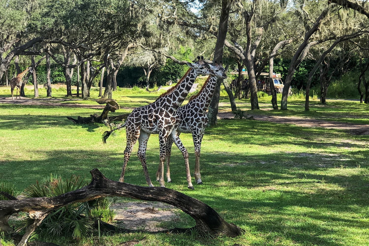 Animal Kingdom: Kilimanjaro Safari