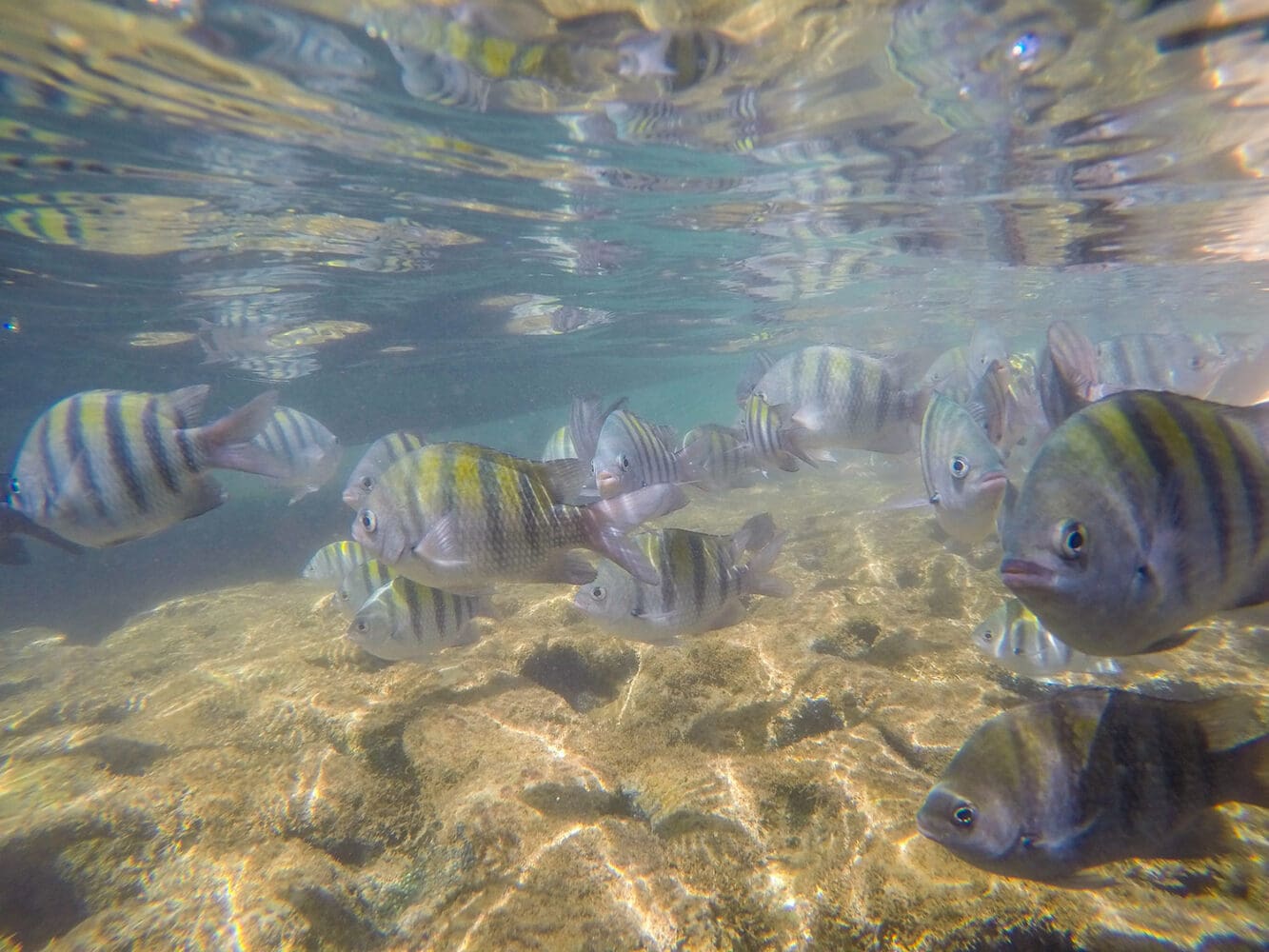 Mergulho em Porto de Galinhas
