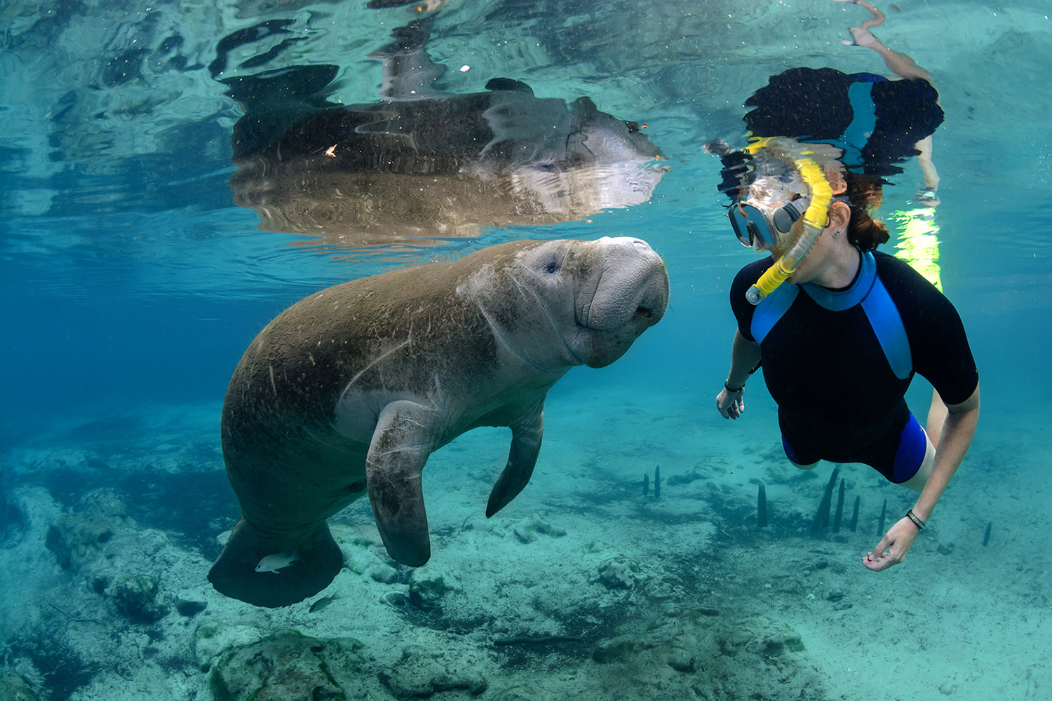 manatee dive tours crystal river