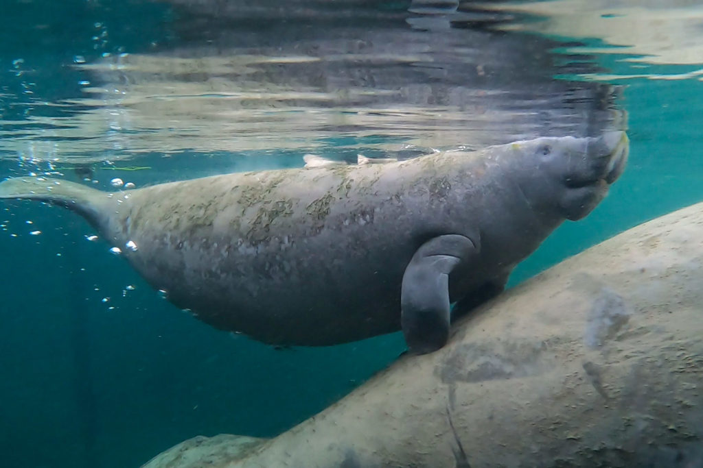 Os manatees da Flórida (Foto: Andy Spinelli)