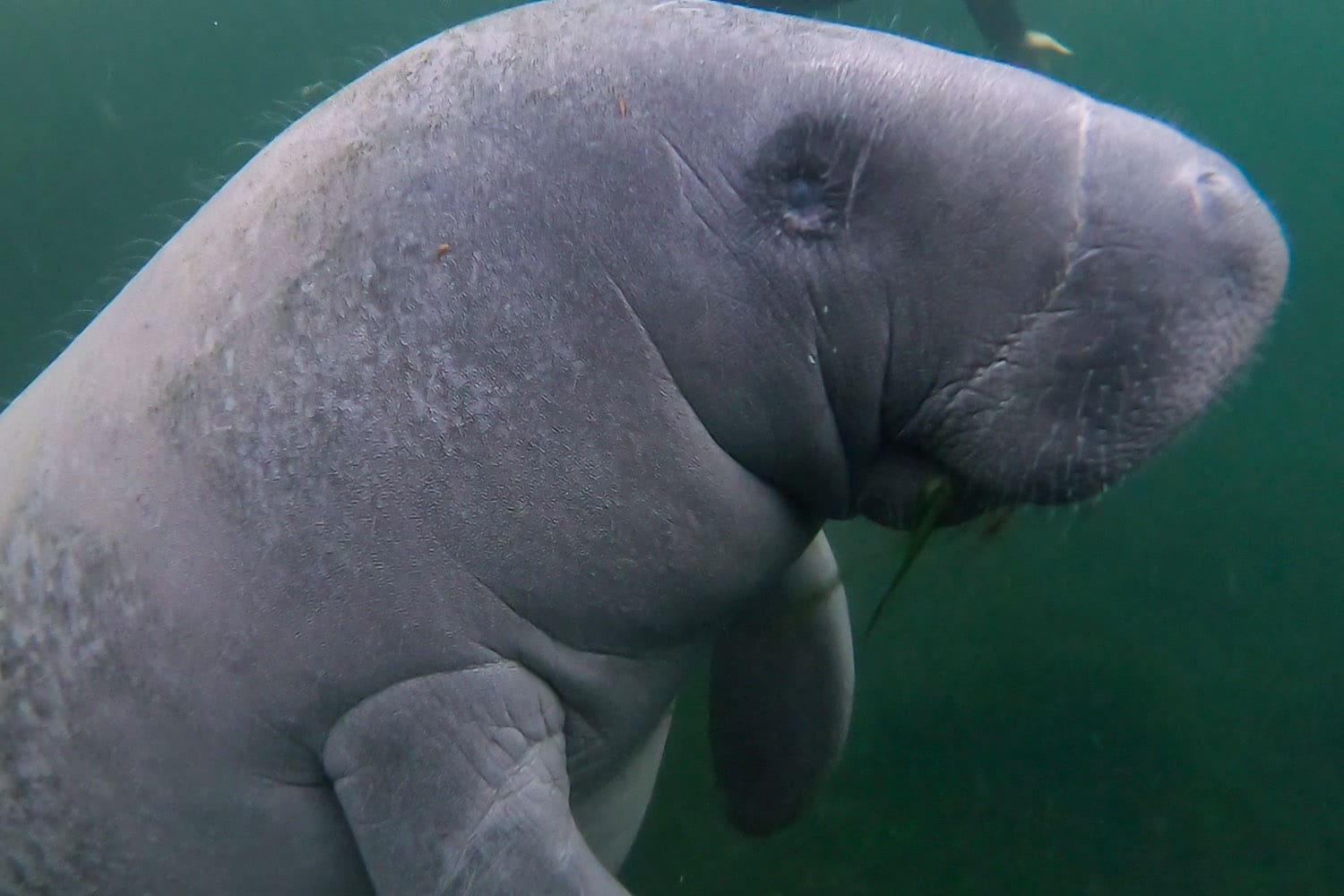 Manatees em Crystal River