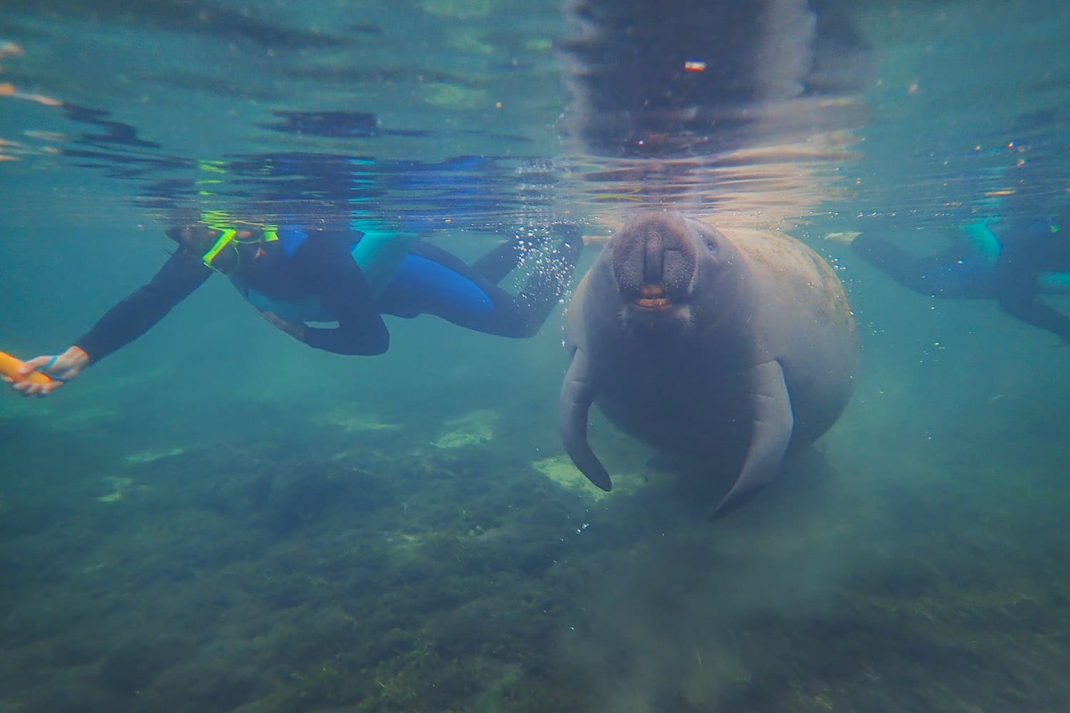 Snorkeling with manatees