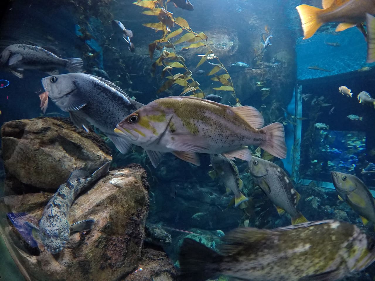Ripley's Aquarium
