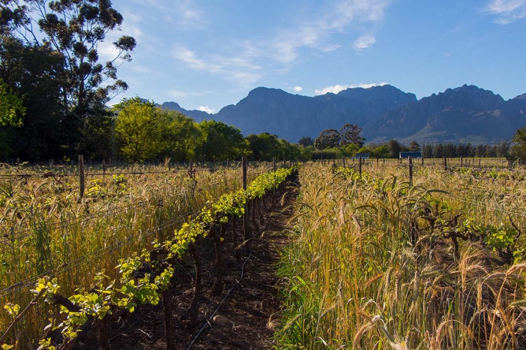 Vinícolas em Cape Town: Nederburg