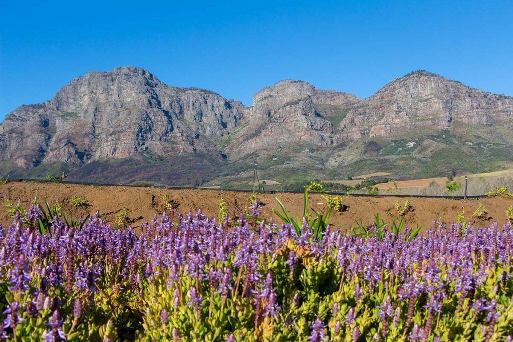 Vinícolas em Cape Town: Plaisir de Merle