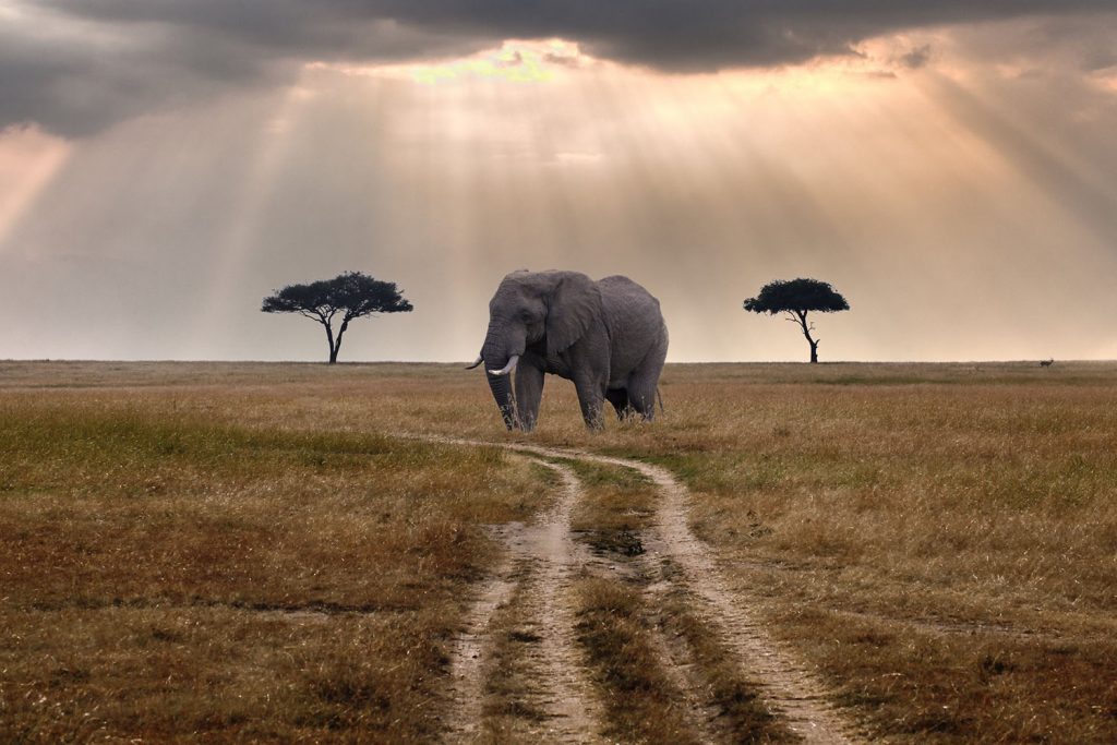 Melhores destinos de safári: Masai Mara