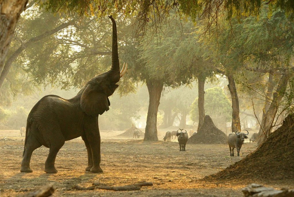 Parque Nacional de Matusadona, no Zimbábue