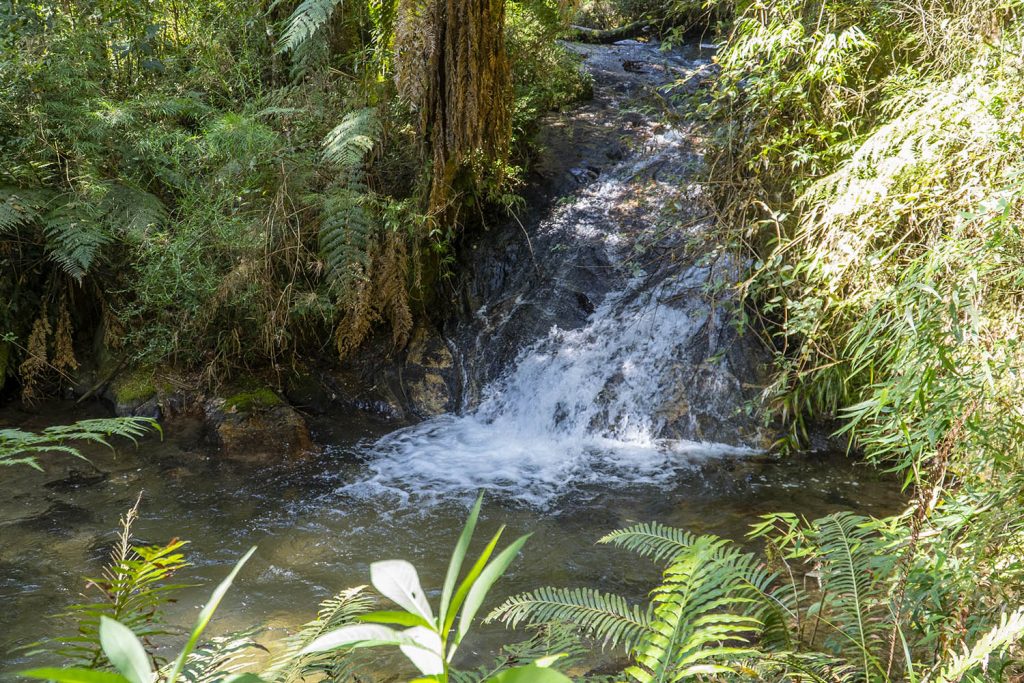 O que fazer em Campos do Jordão? campos horto florestal02