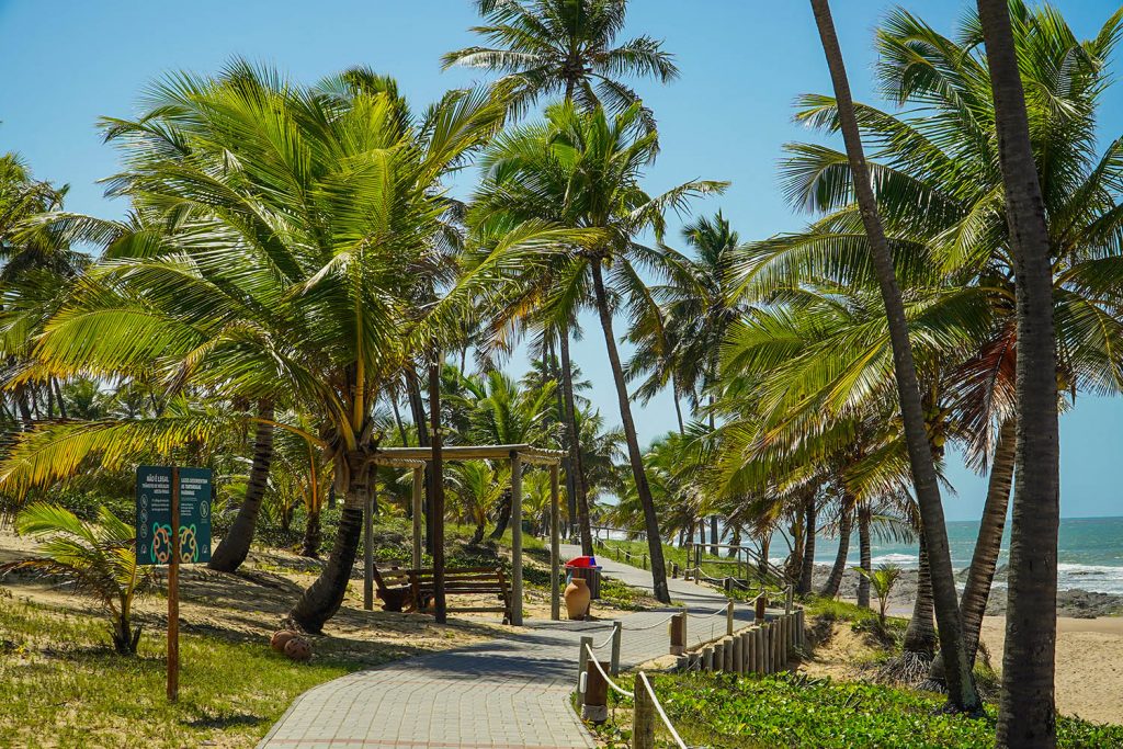 caminho em meio a coqueiros próximo ao mar