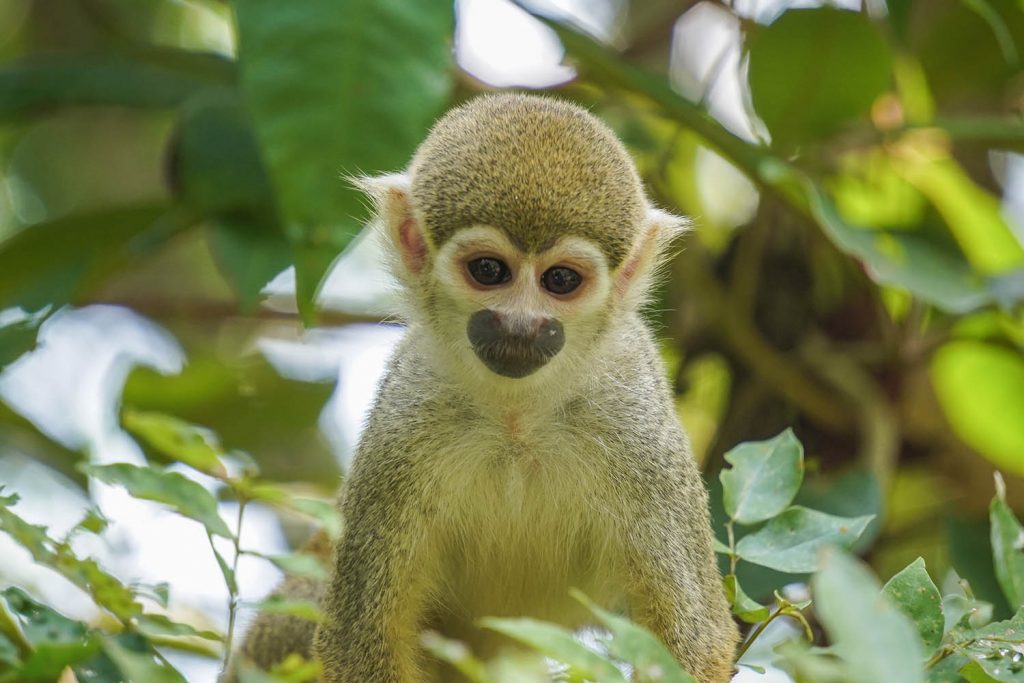 O que fazer em Manaus e Presidente Figueiredo macaco amazonia01