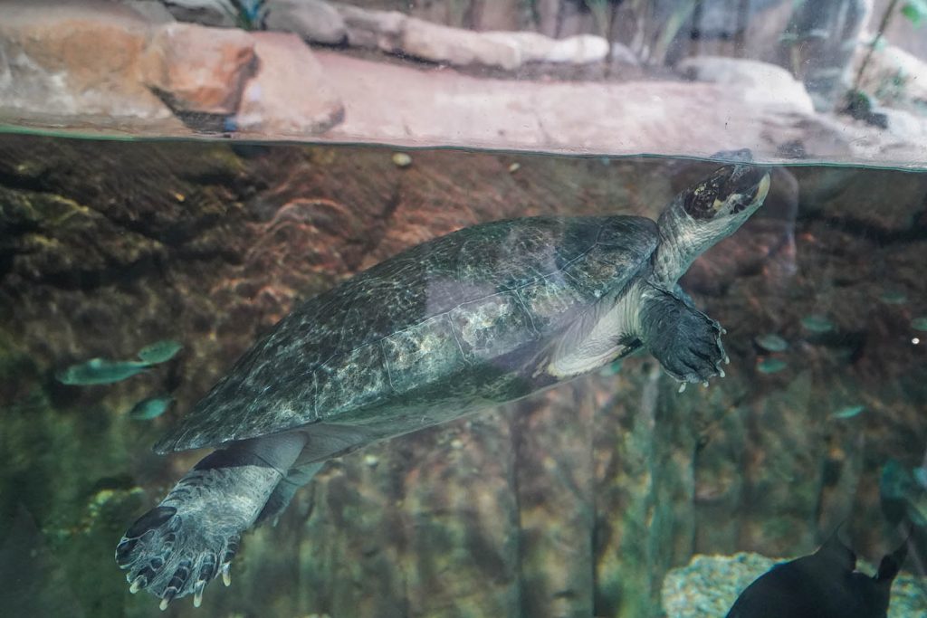 Balneário Camboriú