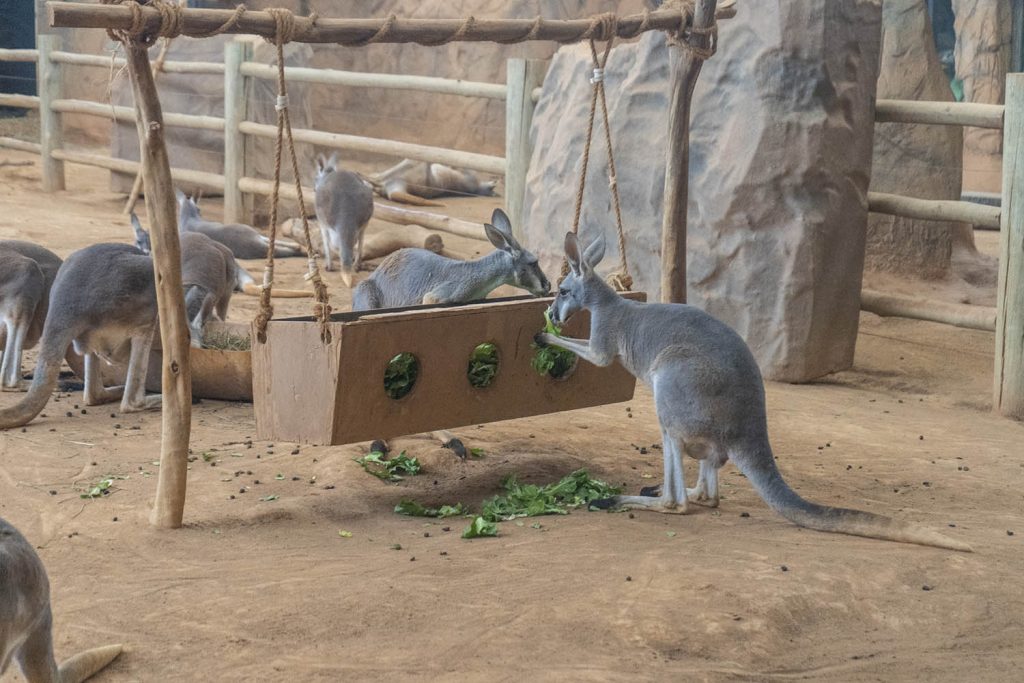 Roteiro de 4 dias em São Paulo aquario de sp 02