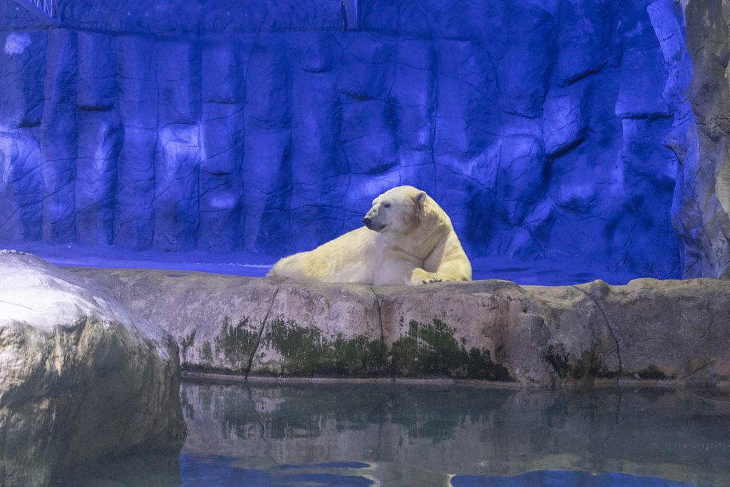 Roteiro de 4 dias em São Paulo aquario de sp 03