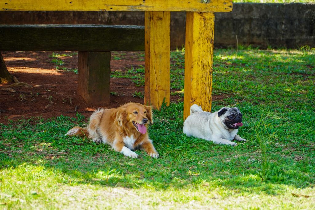 5 características de uma boa hospedagem pet clube de caompo02