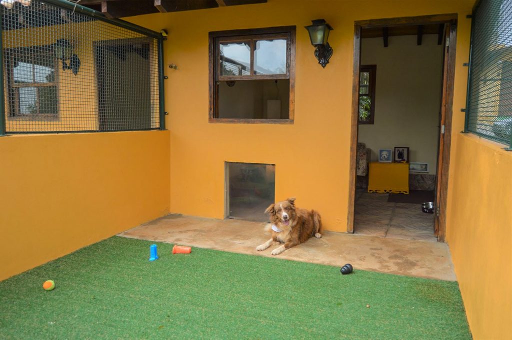 5 características de uma boa hospedagem pet clube de caompo 01