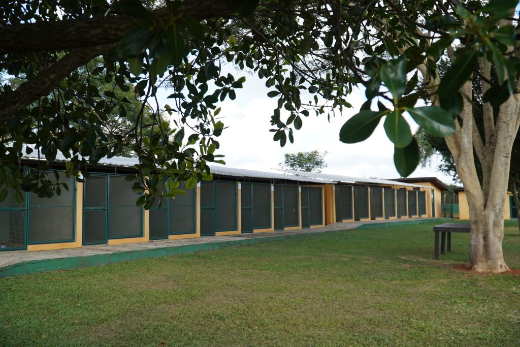 Adaptação da hospedagem canina Clube de Caompo