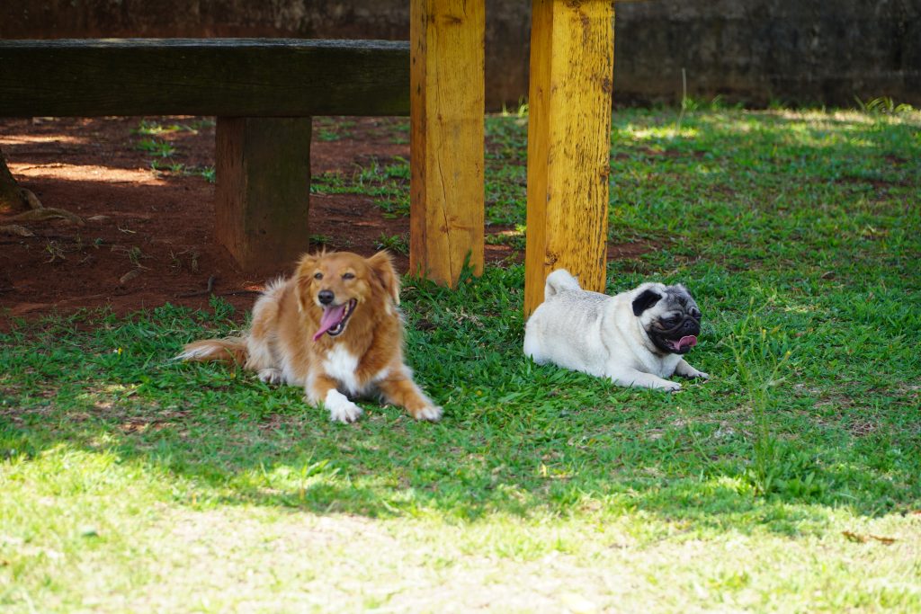 Adaptação da hospedagem canina Hospedagem Canina 2