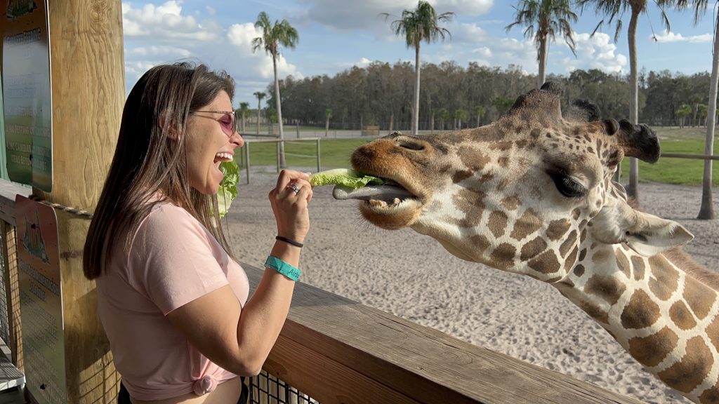 Mulher sorridente alimentando uma girafa