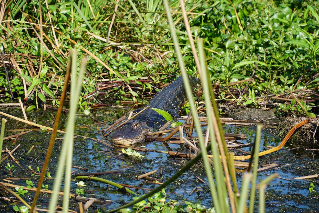 Jacaré em meio a vegetação em Kissimmee