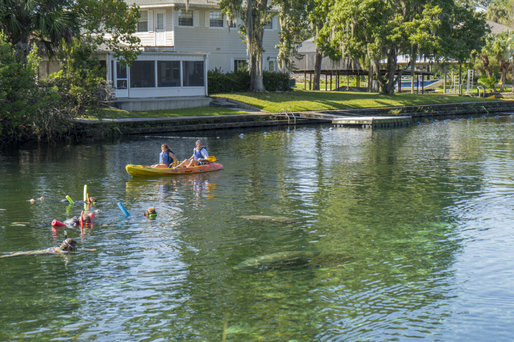 pessoas de caiaque em meio a manatees em um lago