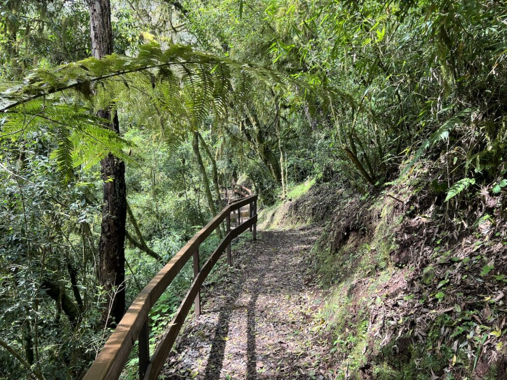 Trilha em meio a floresta