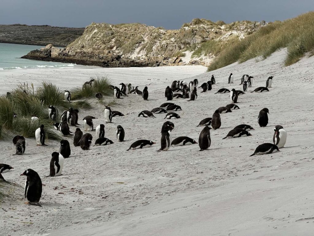 diversos pinguins na areia