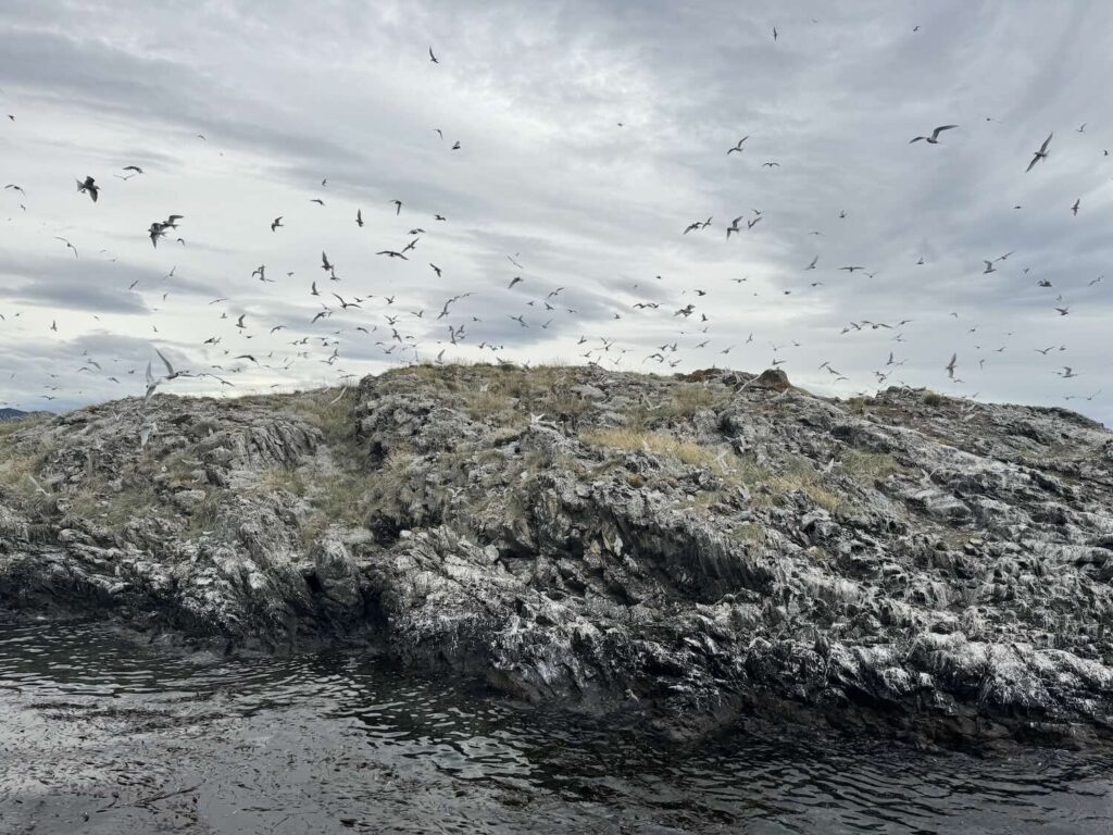 diversos pássaros em uma ilha em ushuaia