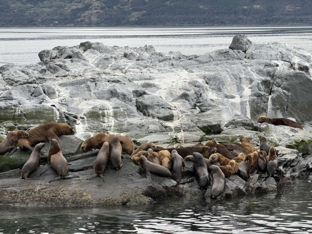 leões marinho em ilha de Ushuaia