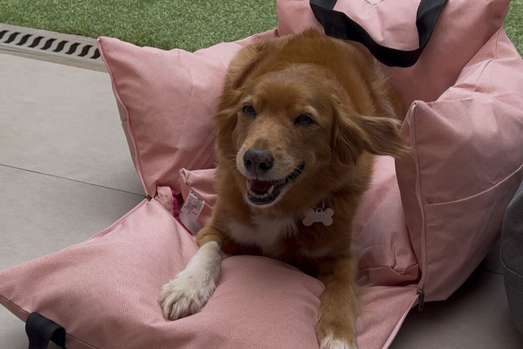 cachorra feliz, deitada em uma caminha rosa