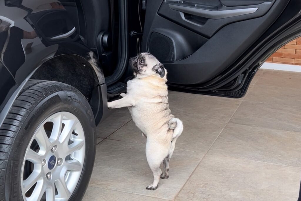 Cachorro pug pedindo para entrar no banco traseiro de um carro preto