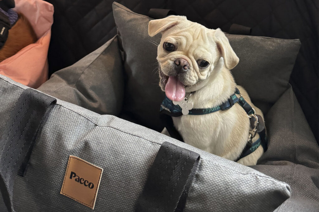 Cachorro pug branco, sentado em uma bolsa de transporte no carro